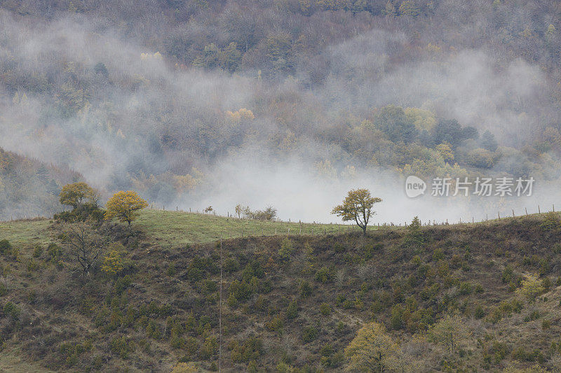 Irati forest，潘普洛纳，纳瓦拉，西班牙。